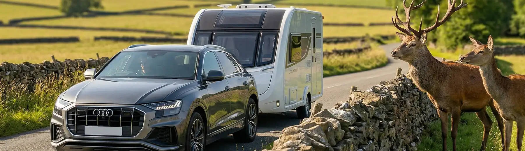 Audi car with a caravan on a road, with deer in the foreground.